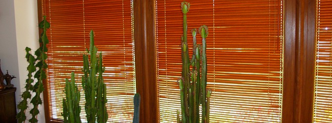 Bambusové žaluzie - dotek přírody v interieru